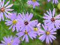 aster sp
