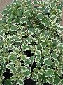 plectranthus frostheri