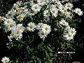 chrysanthemum maximum